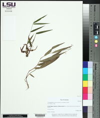 Dichanthelium commutatum image