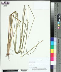 Eleocharis cellulosa image