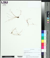 Eleocharis flavescens image