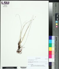Eleocharis olivacea image