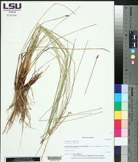 Eleocharis rostellata image