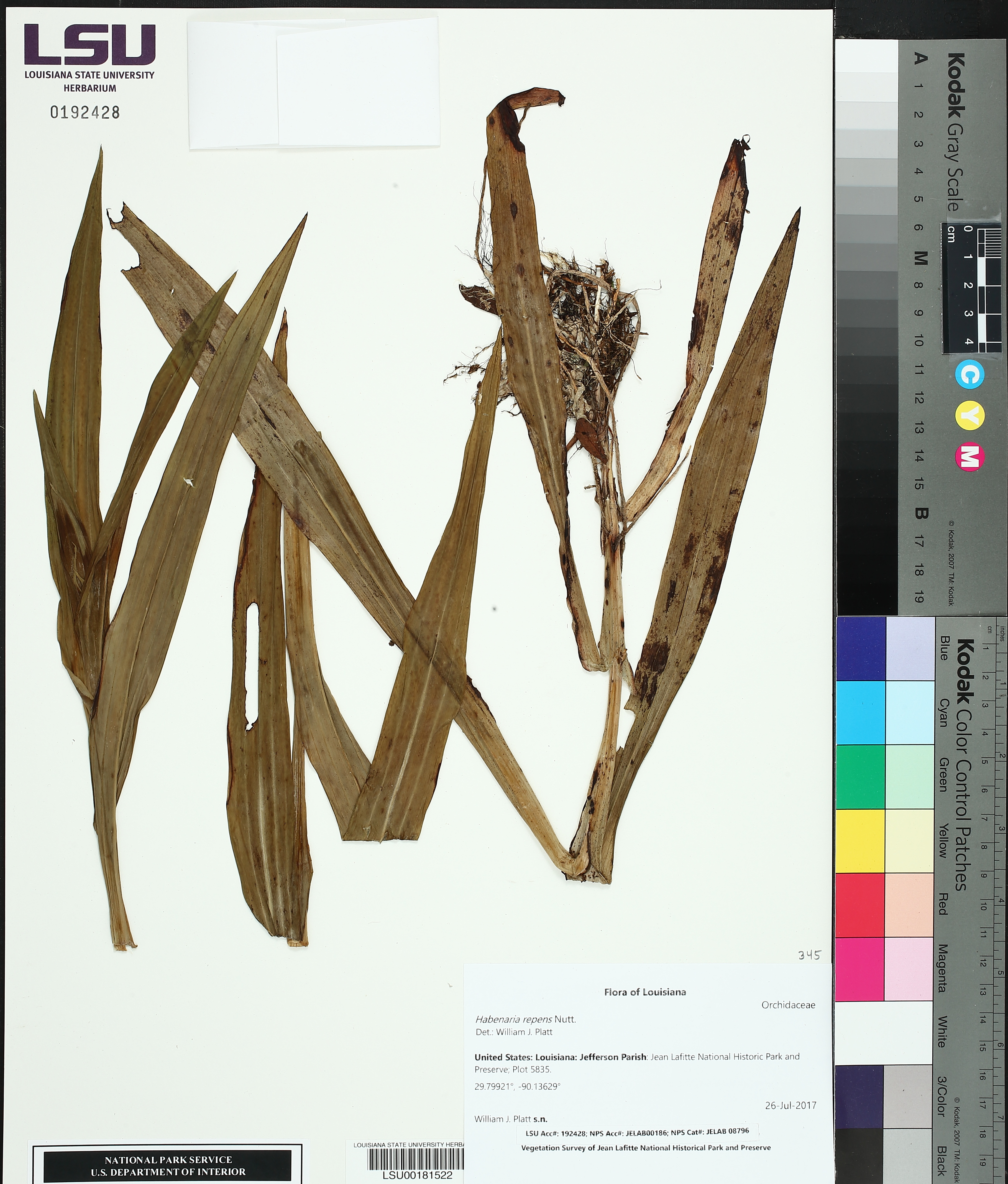 Habenaria repens image