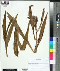 Habenaria repens image