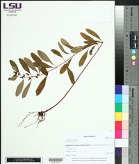 Hypericum mutilum image