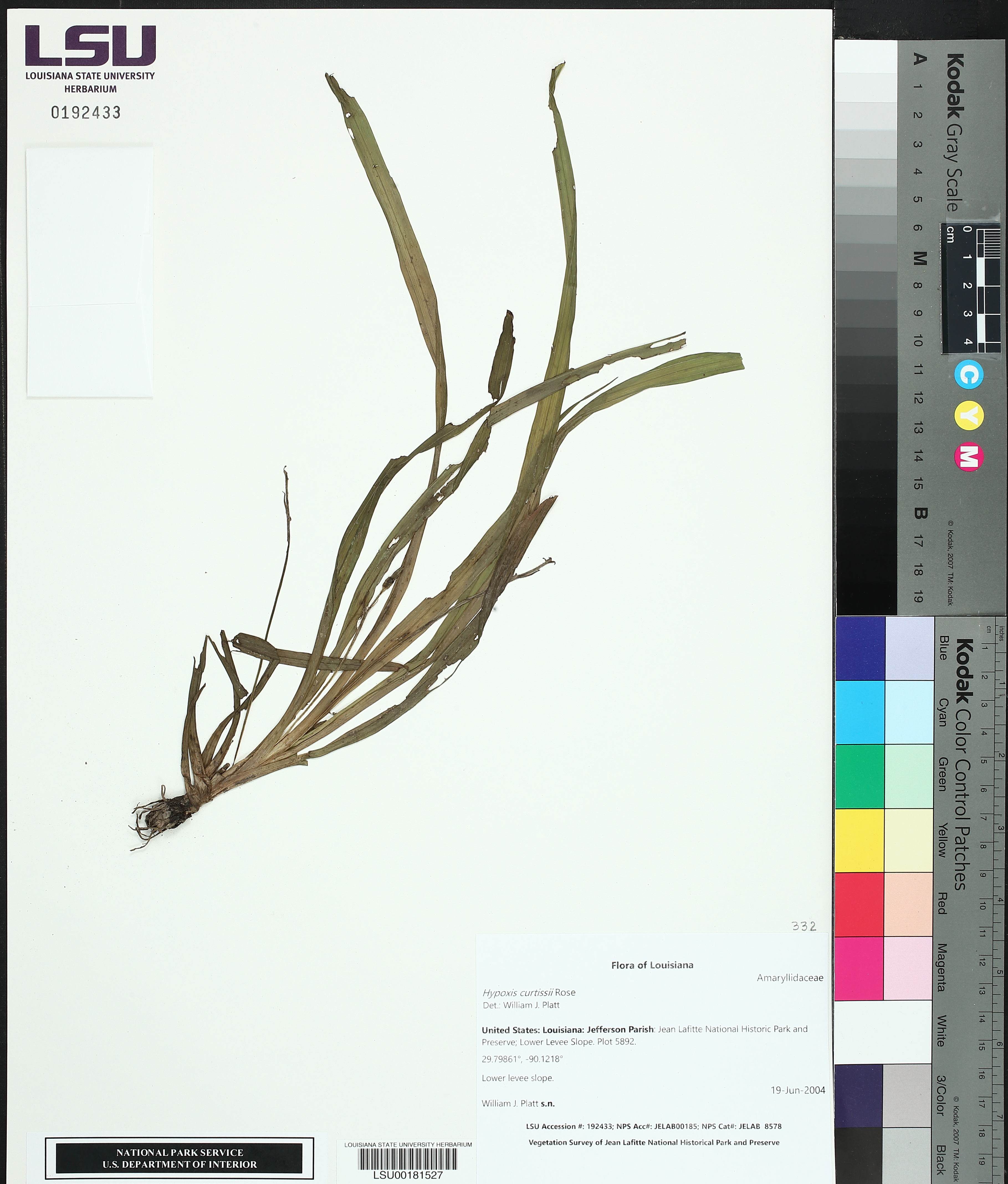 Hypoxis curtissii image
