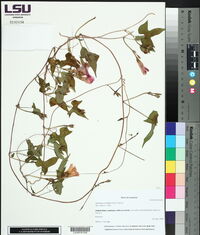 Ipomoea cordatotriloba image