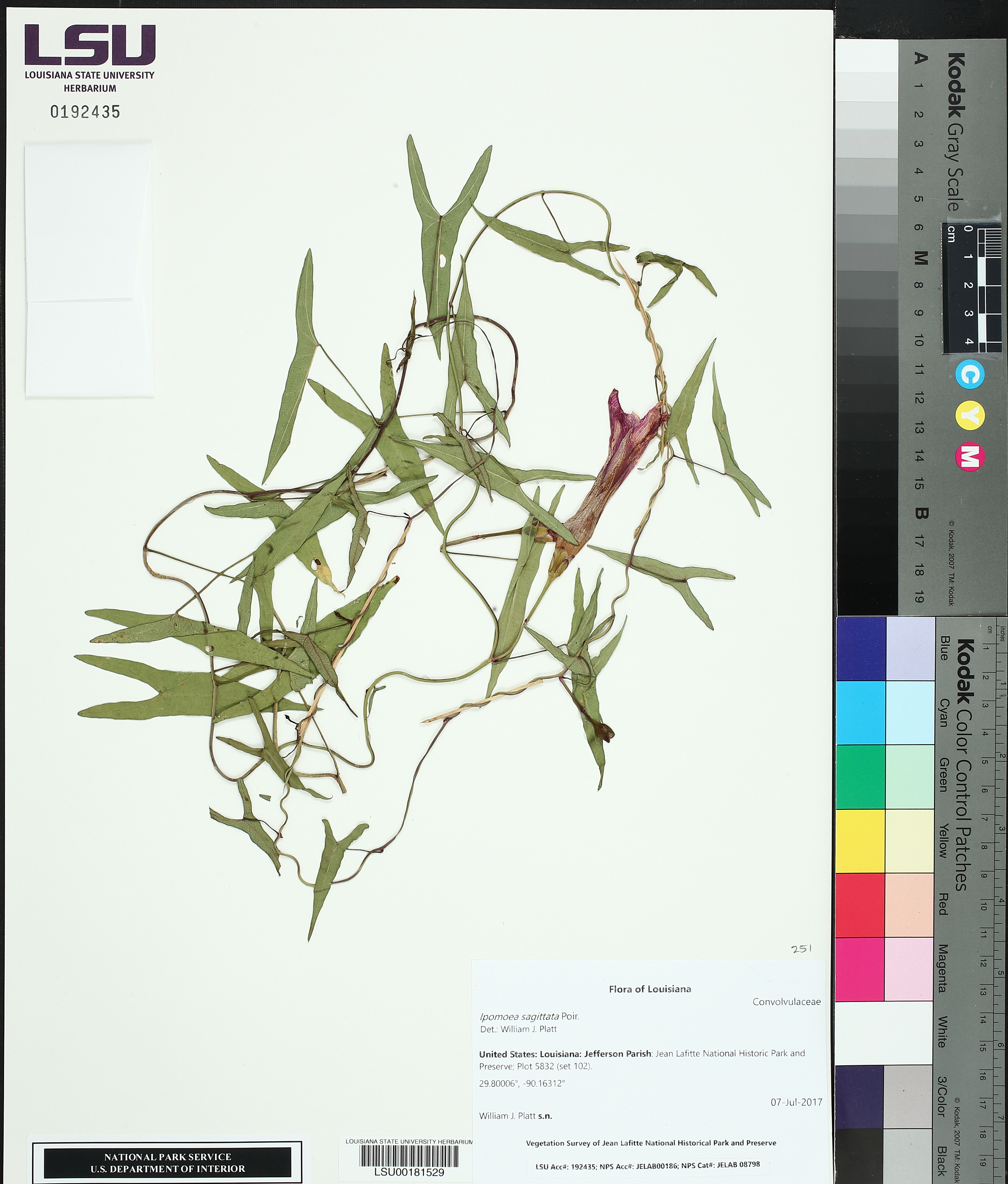 Ipomoea sagittata image