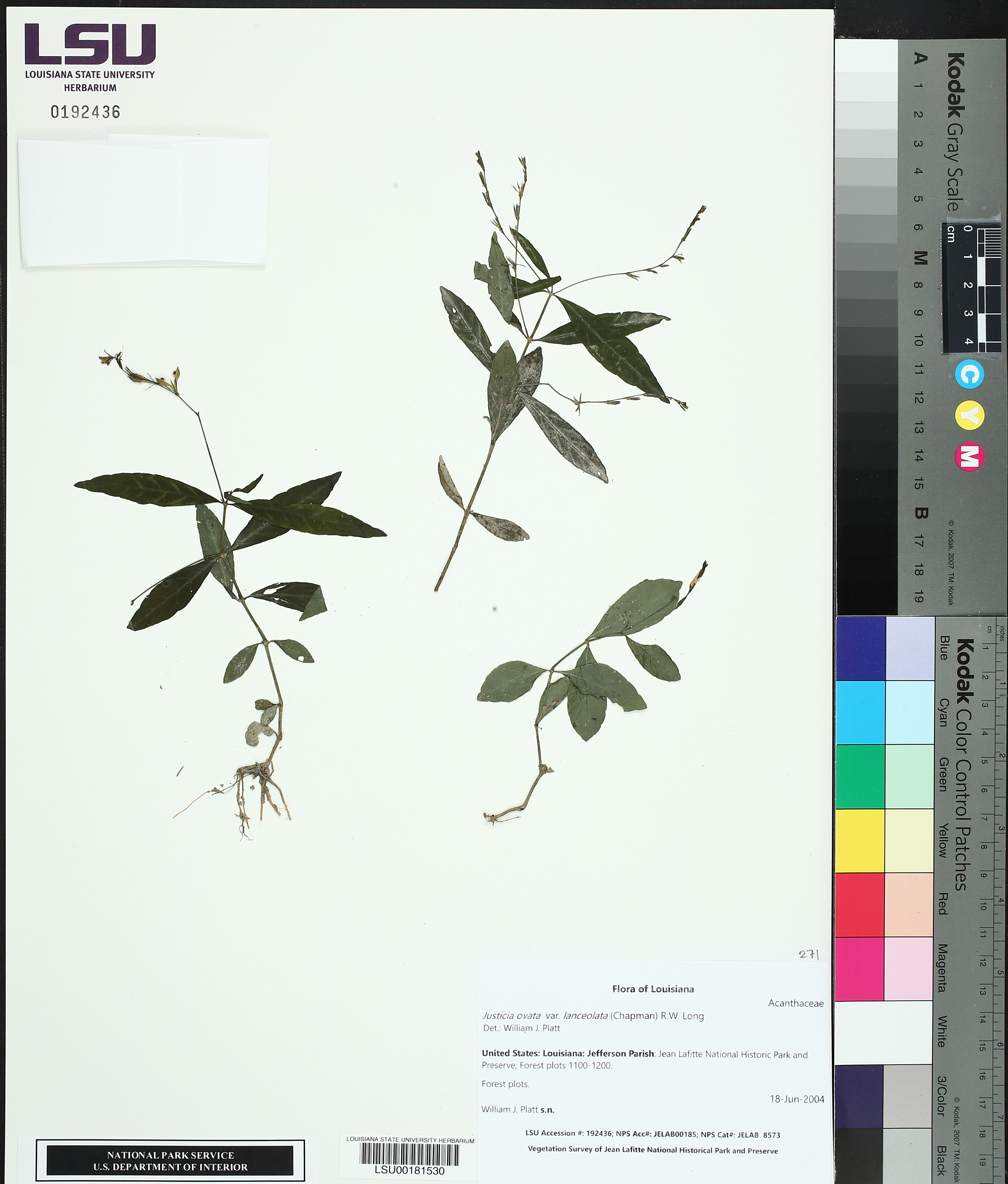 Justicia ovata image