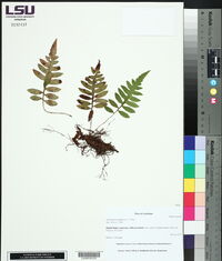 Lorinseria areolata image