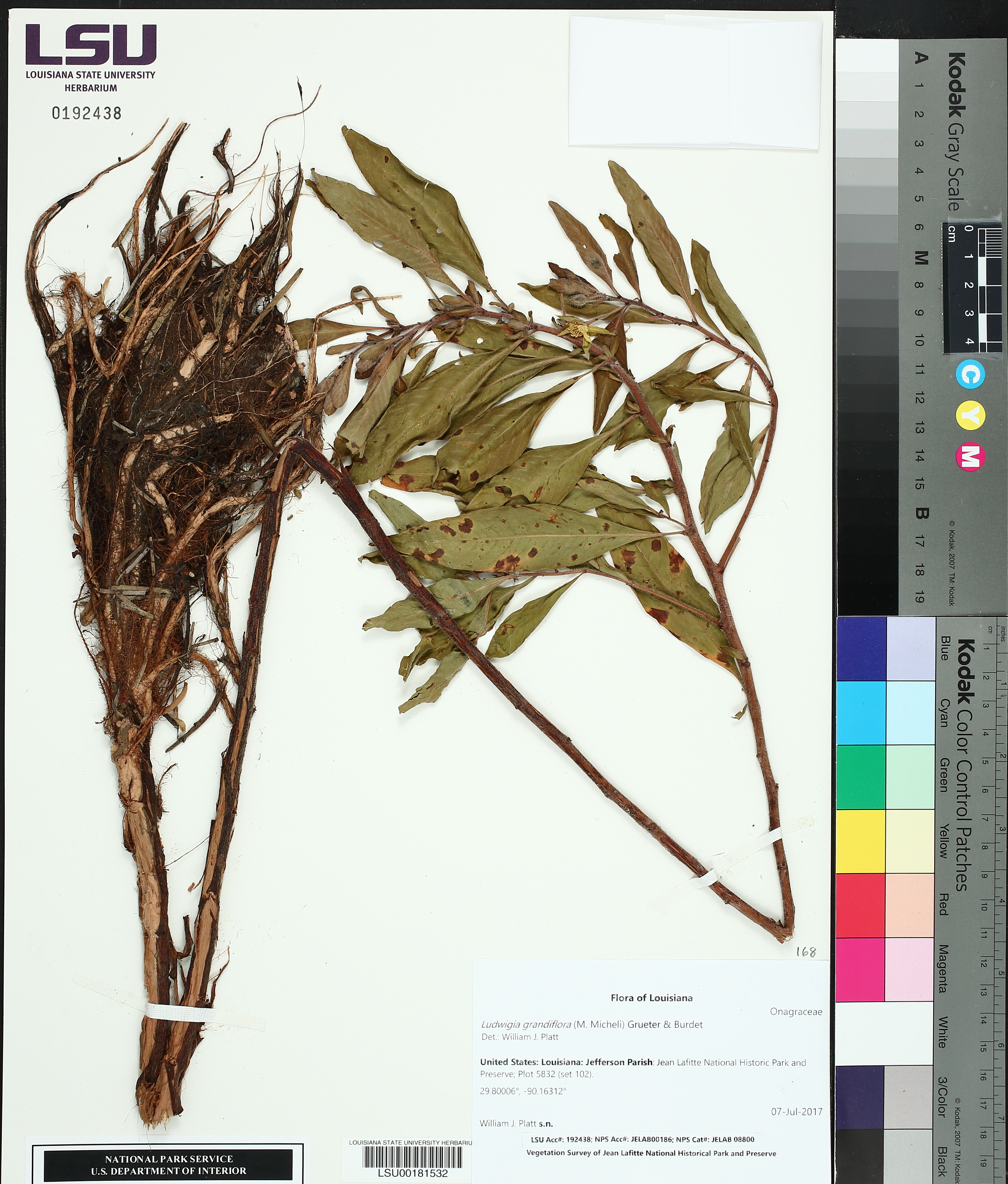 Ludwigia grandiflora image