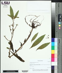 Ludwigia leptocarpa image