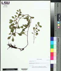 Ludwigia repens image