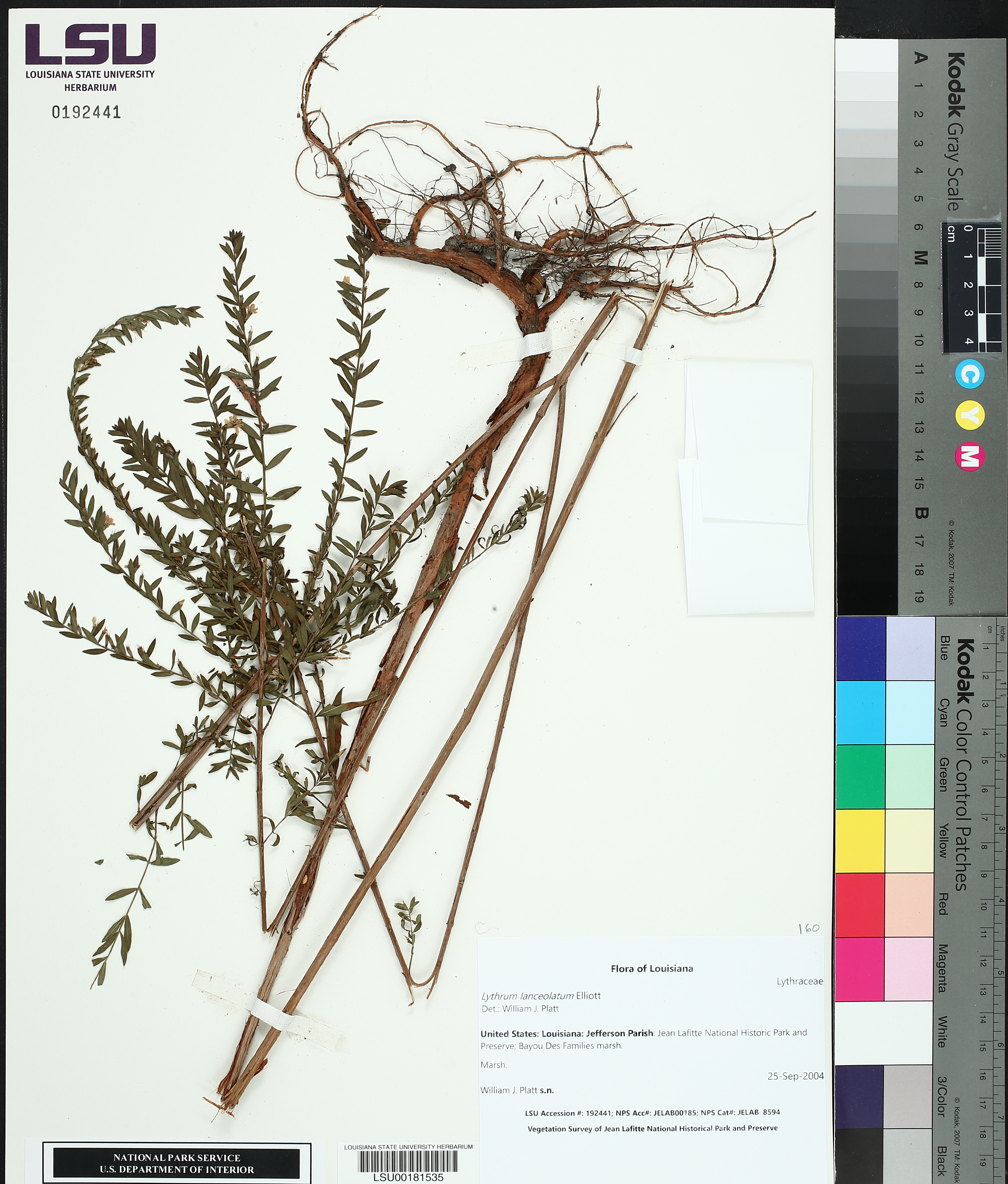Lythrum lanceolatum image