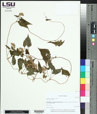 Mikania scandens image