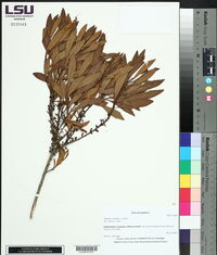 Morella cerifera image