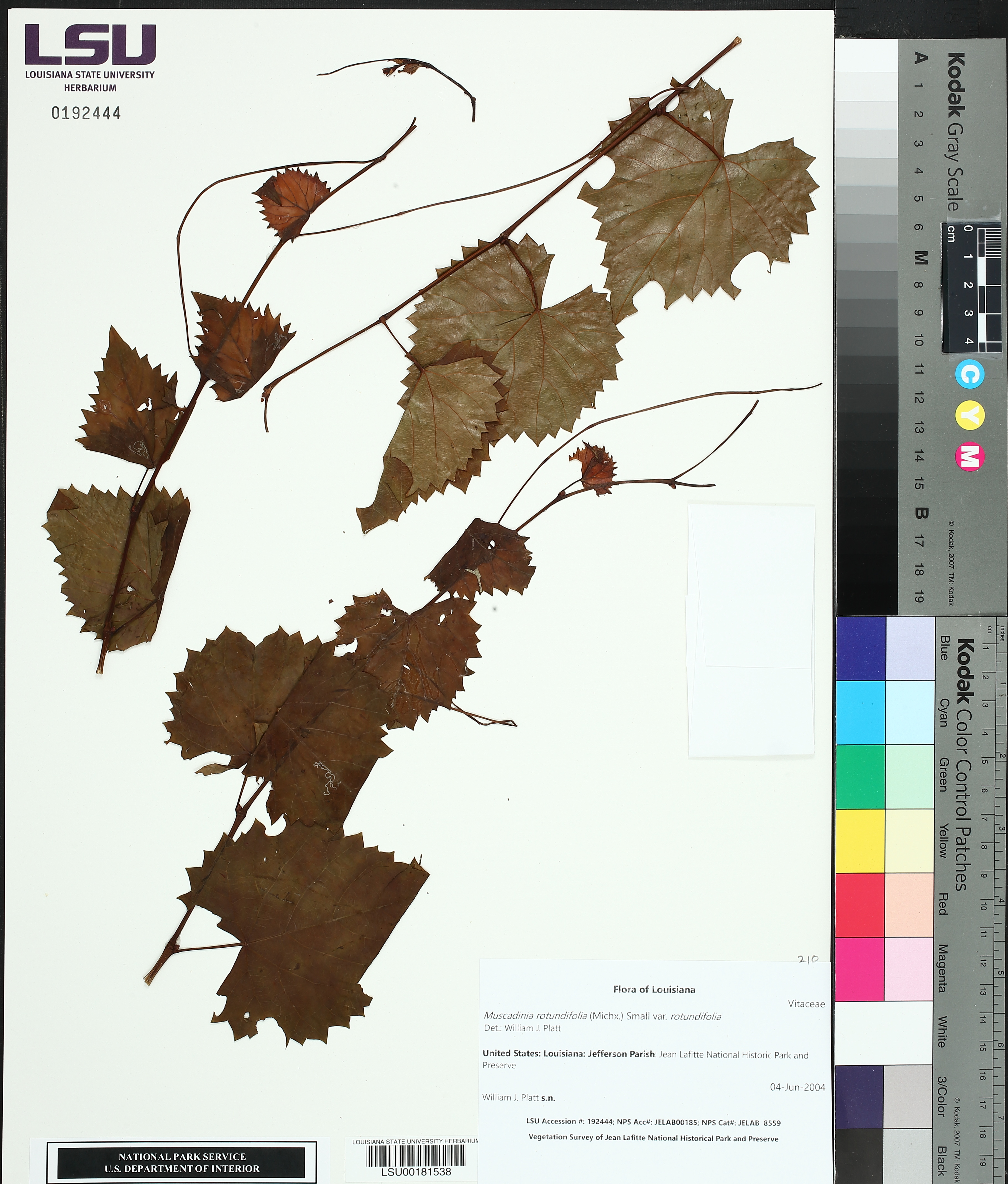 Muscadinia rotundifolia var. rotundifolia image