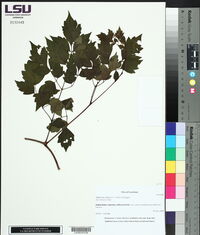 Nekemias arborea image