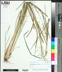 Coleataenia rigidula image