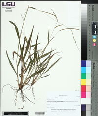 Paspalum setaceum image
