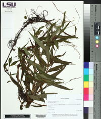 Persicaria hydropiperoides image