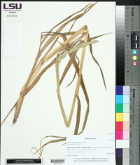 Phalaris angusta image