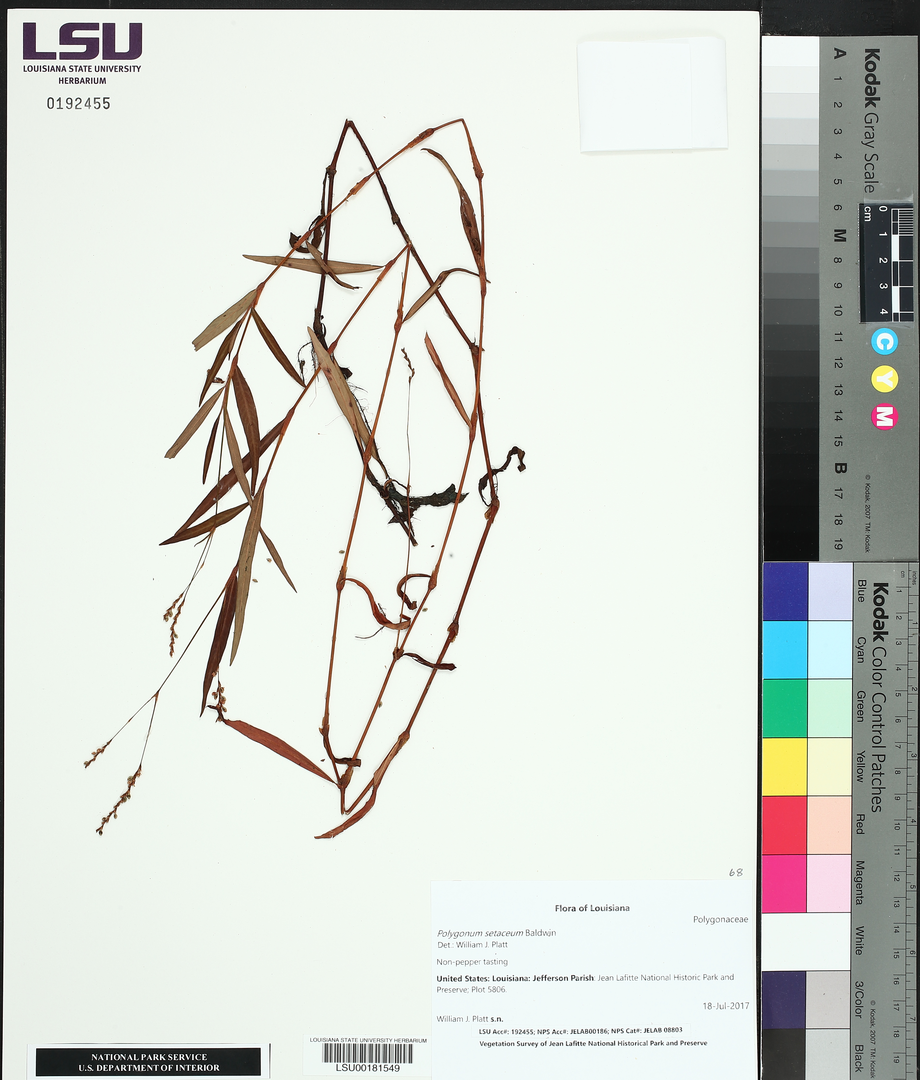 Polygonum setaceum image