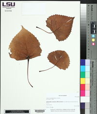Populus deltoides image