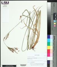 Rhynchospora caduca image