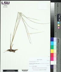 Rhynchospora colorata image