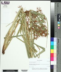 Rhynchospora corniculata image