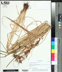 Rhynchospora corniculata image