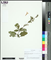 Ruellia ciliatiflora image