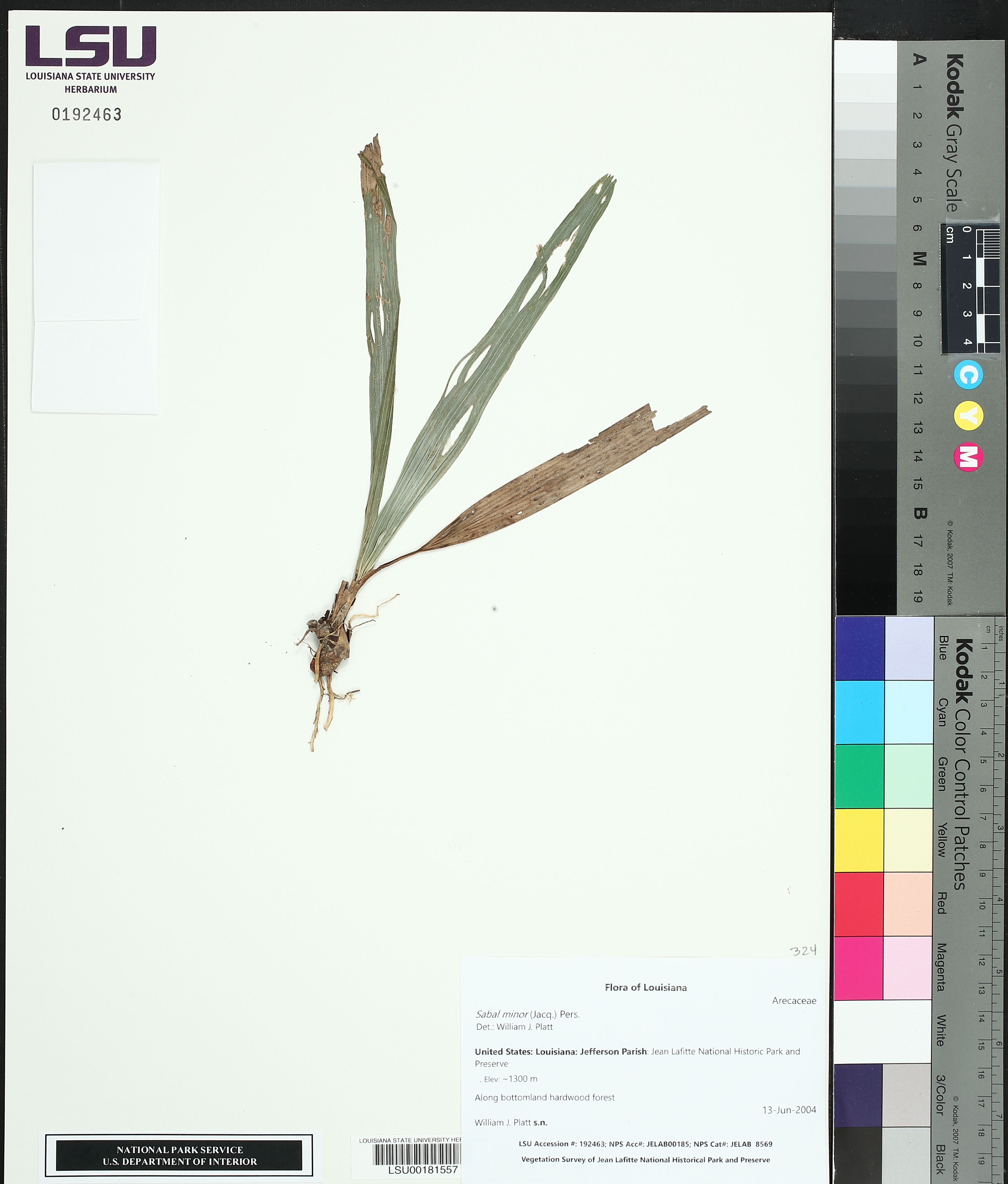 Sabal minor image