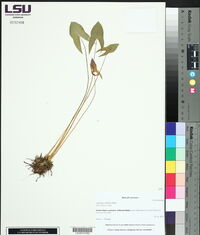 Sagittaria latifolia image