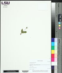 Samolus parviflorus image