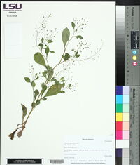 Samolus parviflorus image