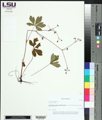 Sanicula canadensis image