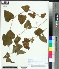 Smilax bona-nox image