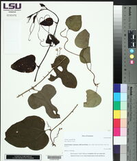 Smilax tamnoides image