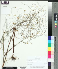Symphyotrichum subulatum image