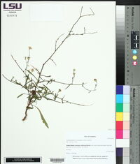 Symphyotrichum praealtum image