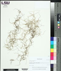 Tillandsia usneoides image