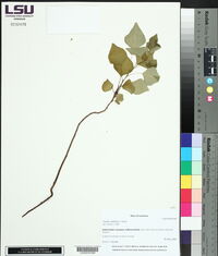Triadica sebifera image