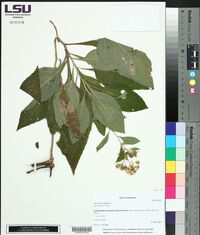 Verbesina virginica image