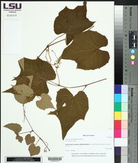 Vitis cinerea image
