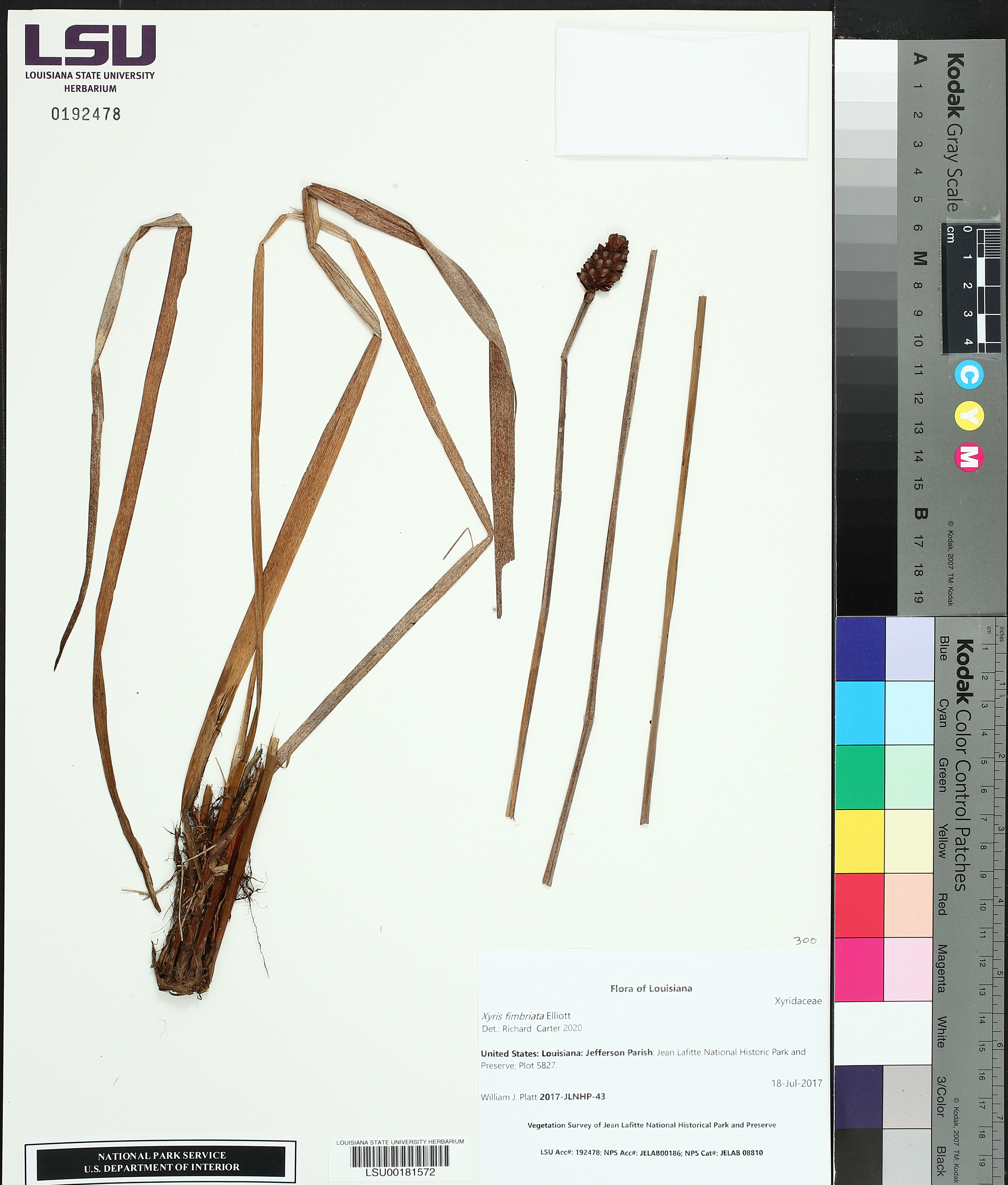 Xyris fimbriata image