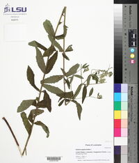 Brickellia eupatorioides image