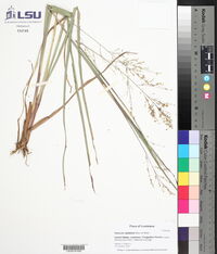 Coleataenia rigidula image