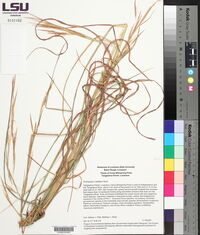 Andropogon capillipes image