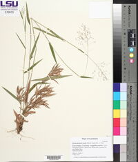 Dichanthelium ovale image
